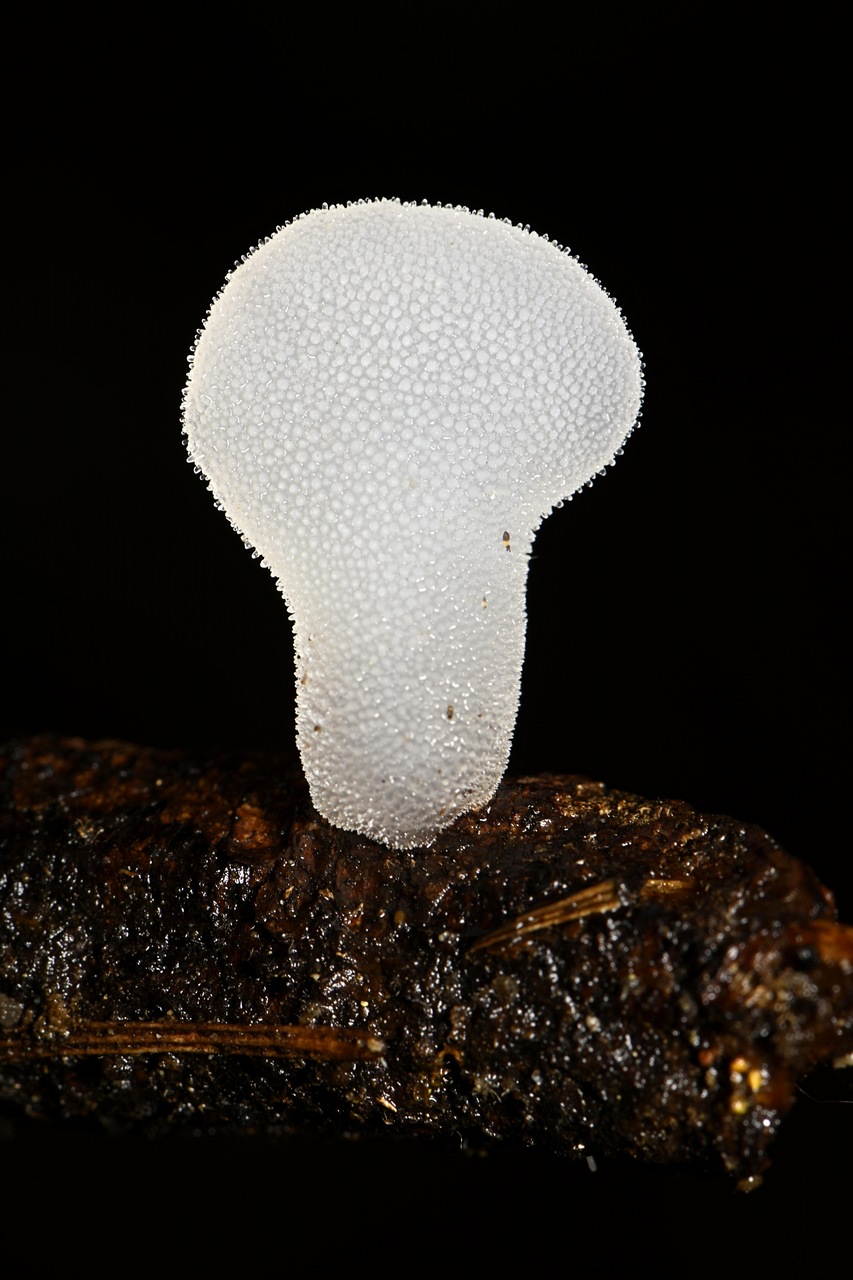 Observation mo-399093, Pseudohydnum gelatinosum