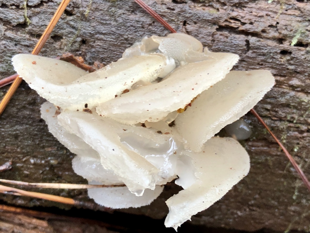 Observation mo-399668, Pseudohydnum gelatinosum