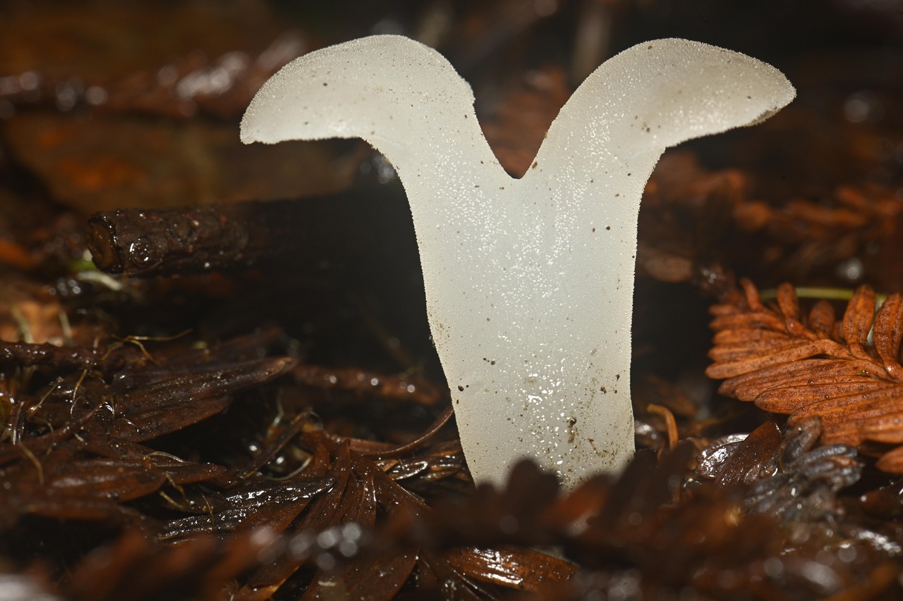 Observation mo-399690, Pseudohydnum gelatinosum