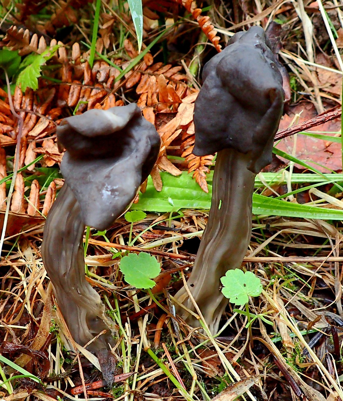 Observation mo-400467, Helvella maculata