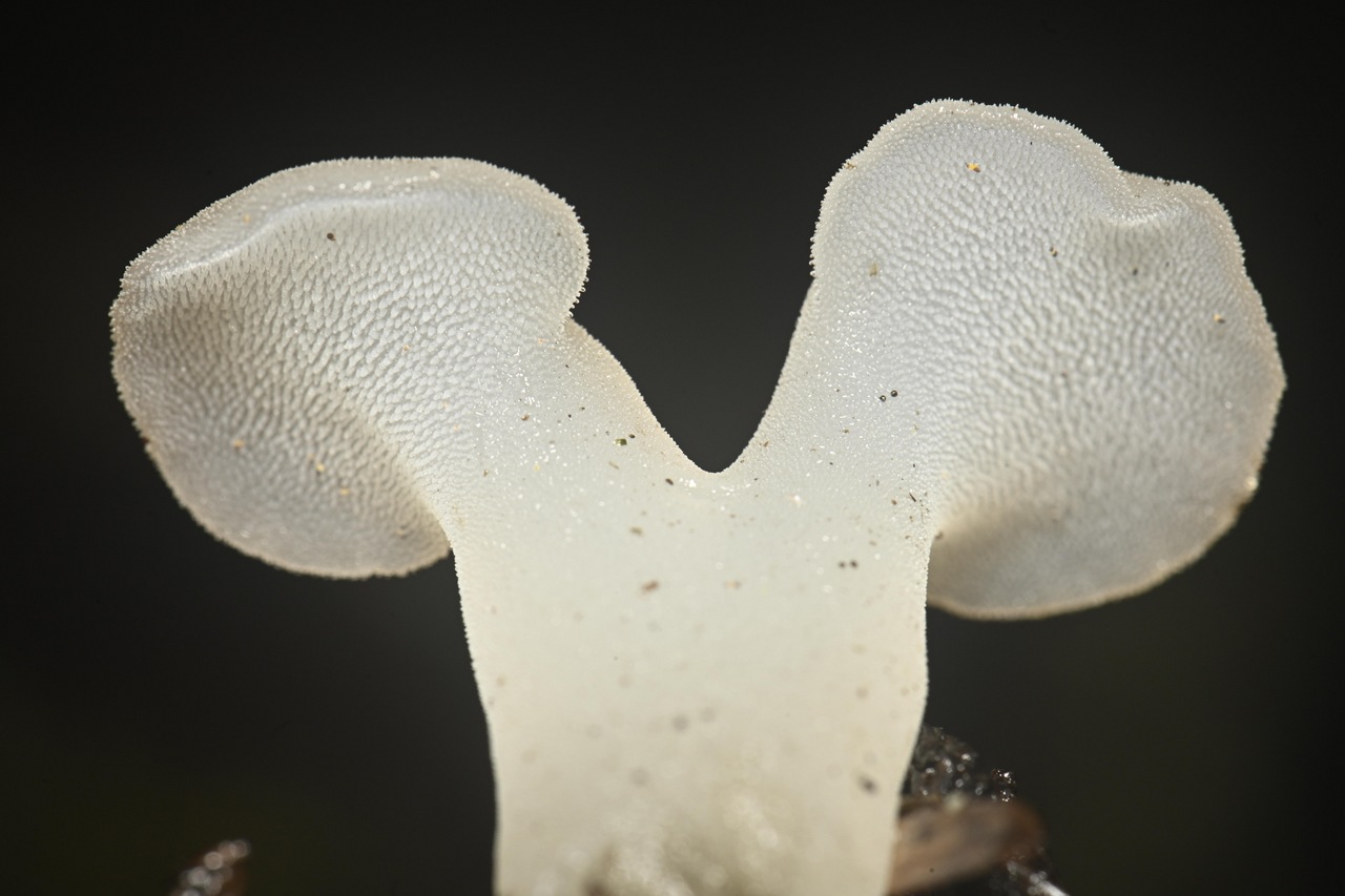 Observation mo-401004, Pseudohydnum gelatinosum
