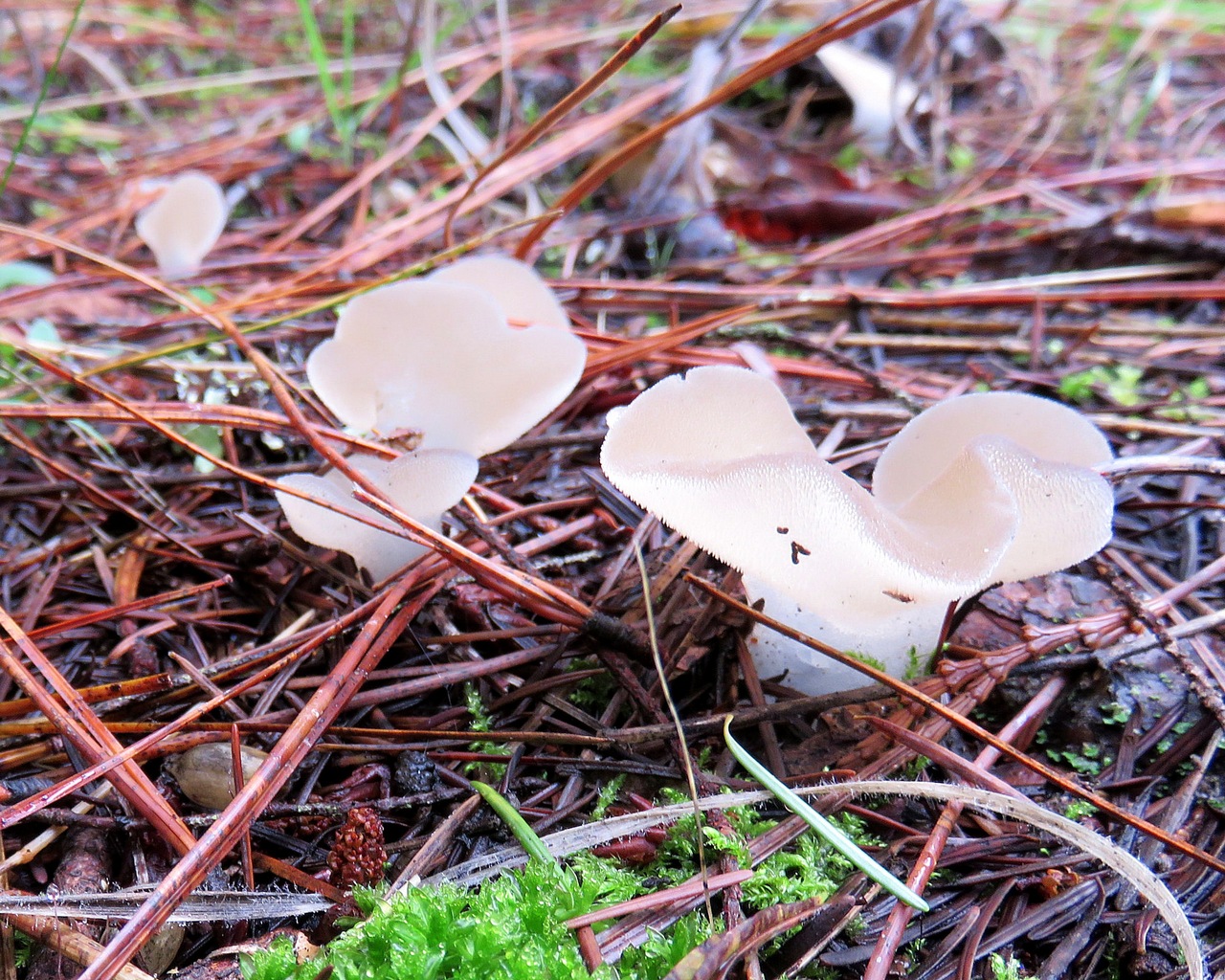 Observation mo-401430, Pseudohydnum gelatinosum