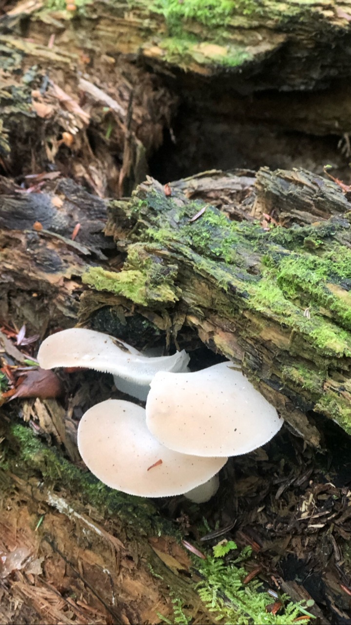 Observation mo-401731, Pseudohydnum gelatinosum