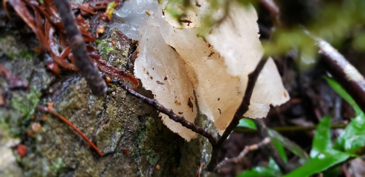 Observation mo-401801, Pseudohydnum gelatinosum