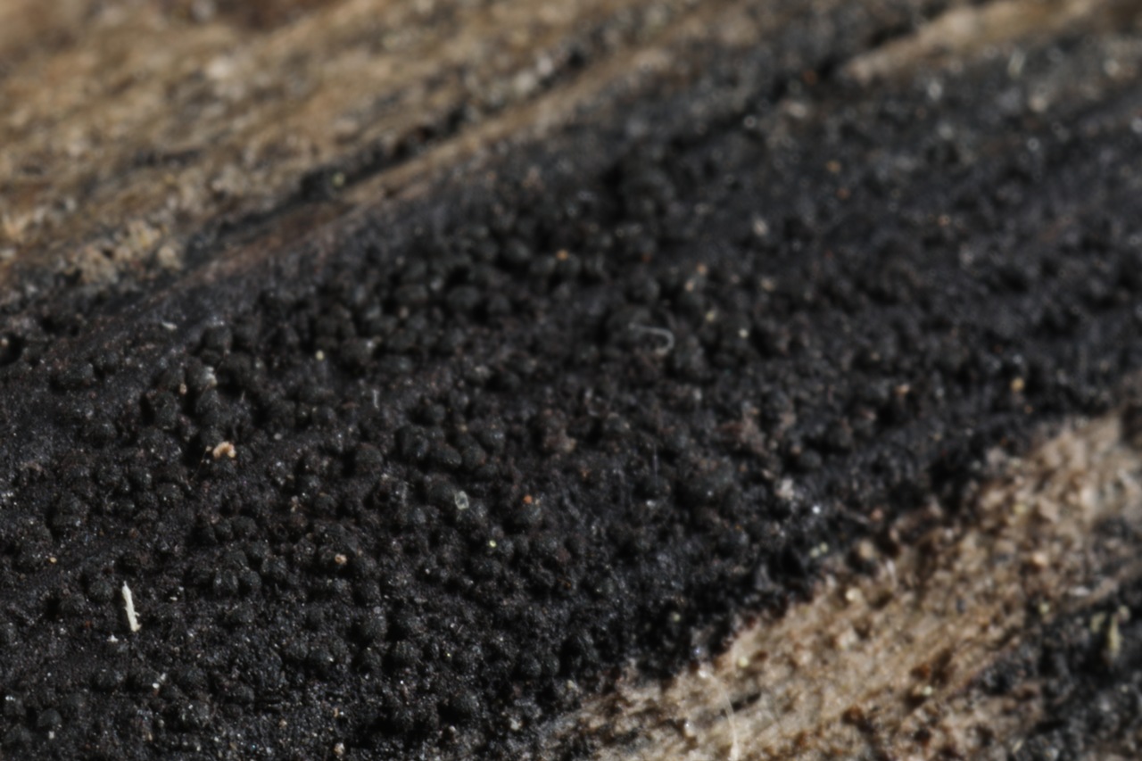Observation mo-401861, Anteaglonium globosum