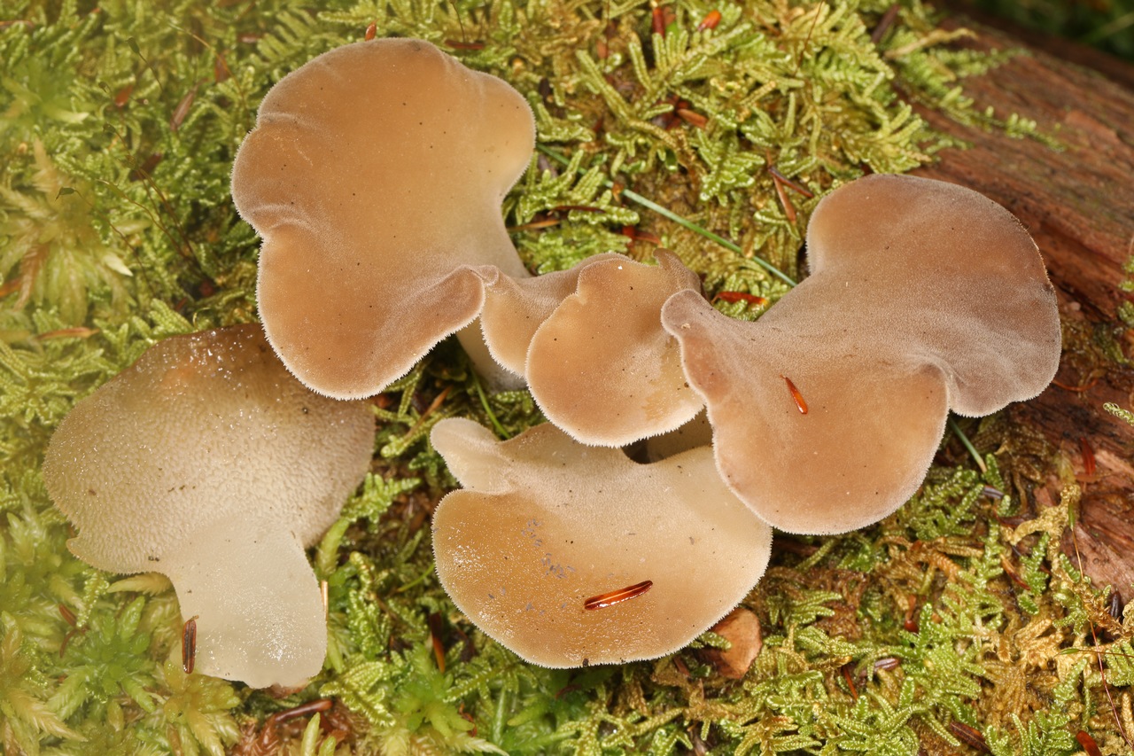 Observation mo-402128, Pseudohydnum gelatinosum