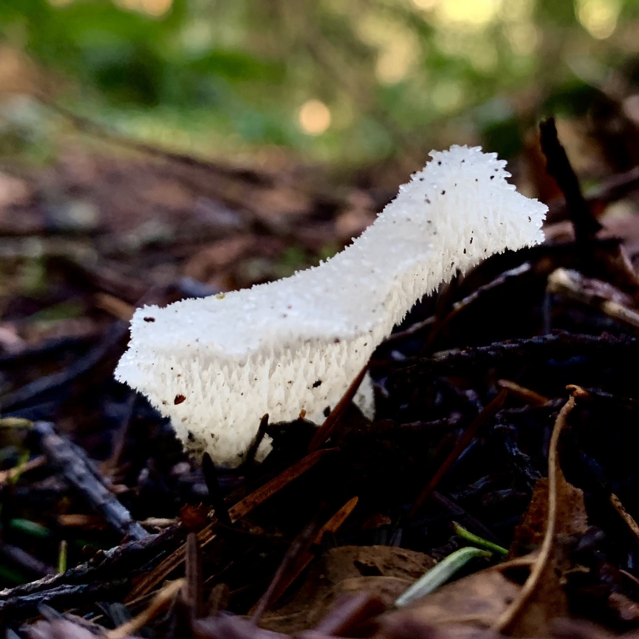 Observation mo-402217, Pseudohydnum gelatinosum