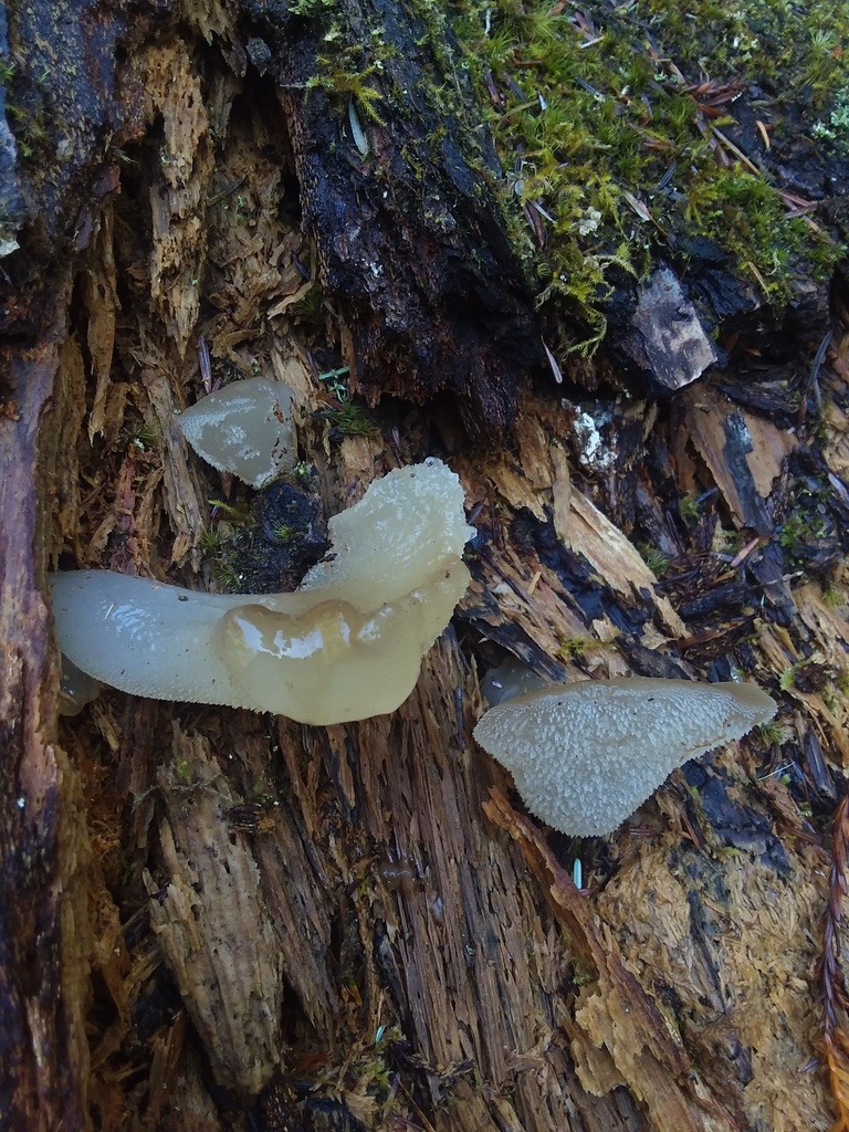 Observation mo-403347, Pseudohydnum gelatinosum