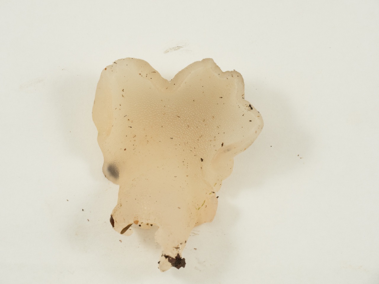 Observation mo-403435, Pseudohydnum gelatinosum