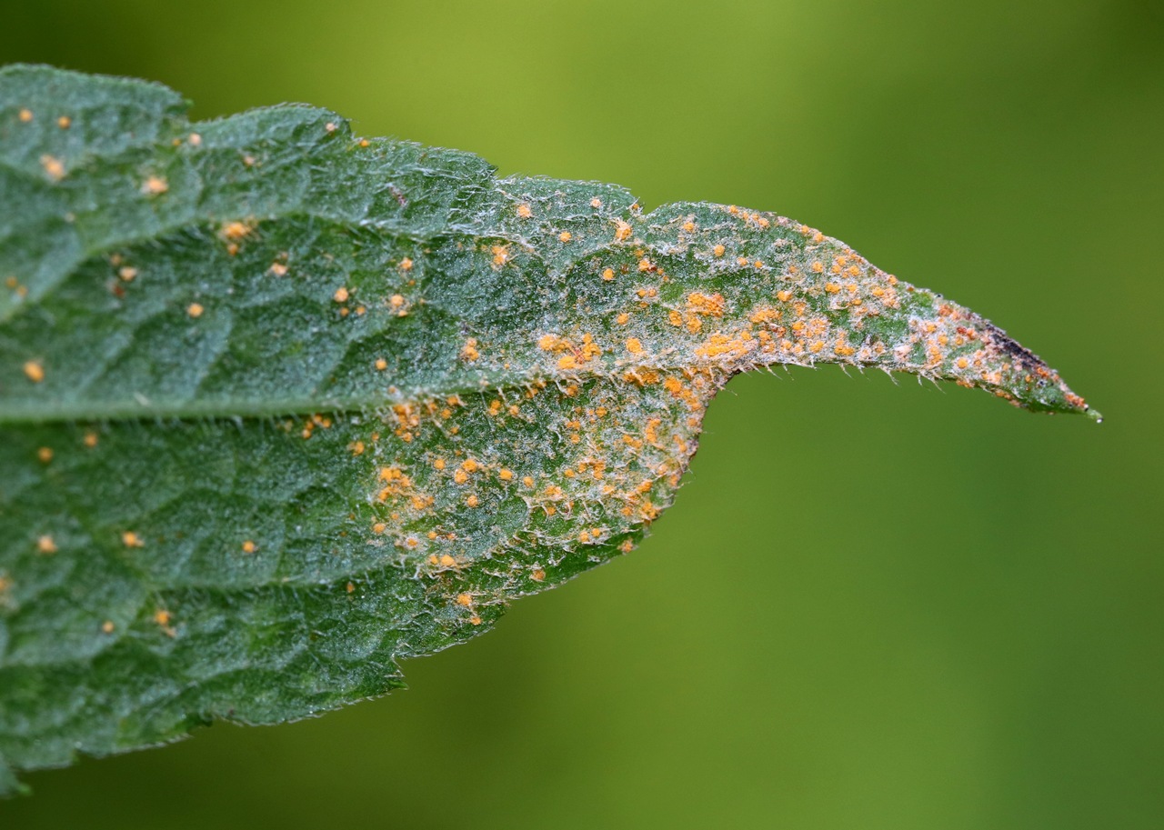 Observation mo-403809, Puccinia vernoniae