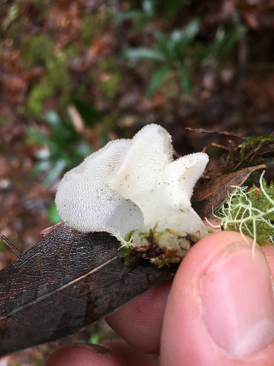 Observation mo-404279, Pseudohydnum gelatinosum
