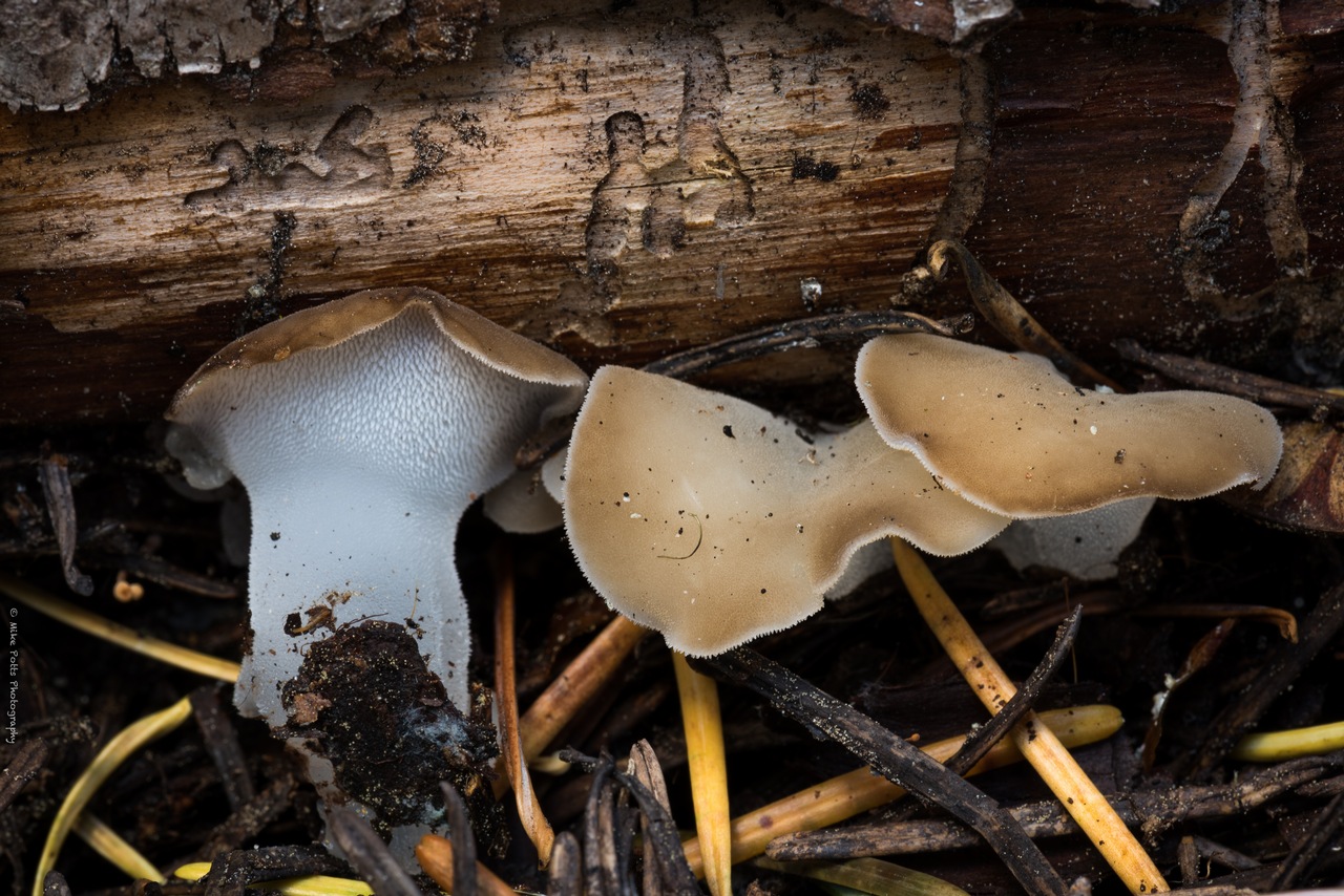 Observation mo-404656, Pseudohydnum gelatinosum