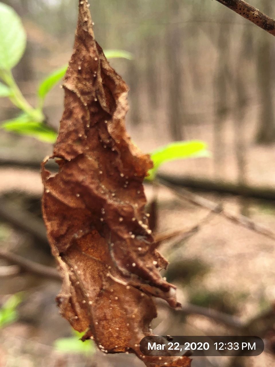 Observation mo-404806, Lachnum halesiae