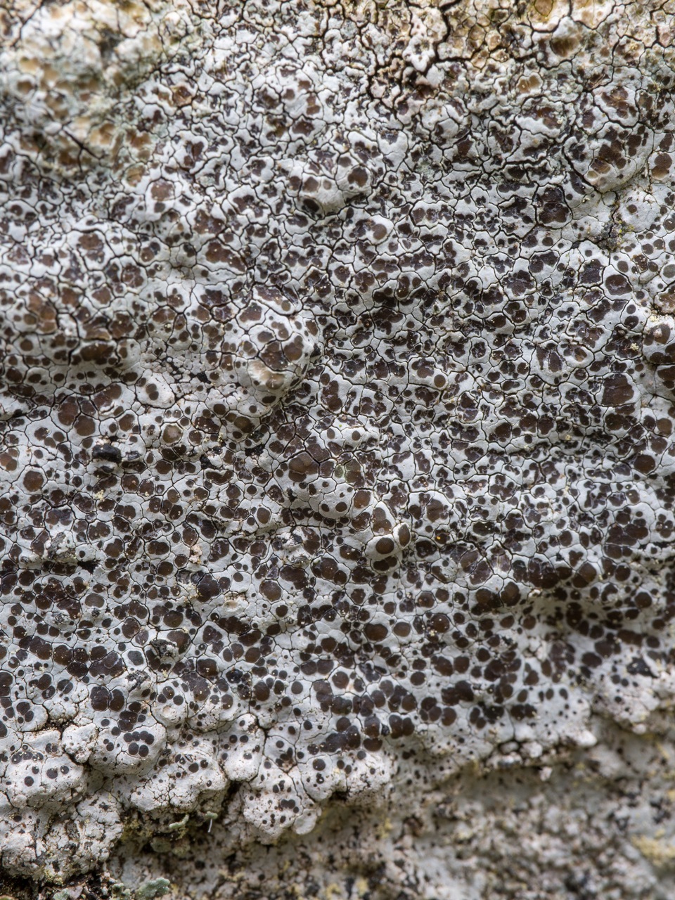 Observation mo-405337, Lecanora oreinoides
