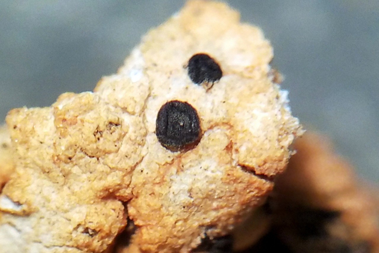 Observation mo-406208, Lecidea violascens