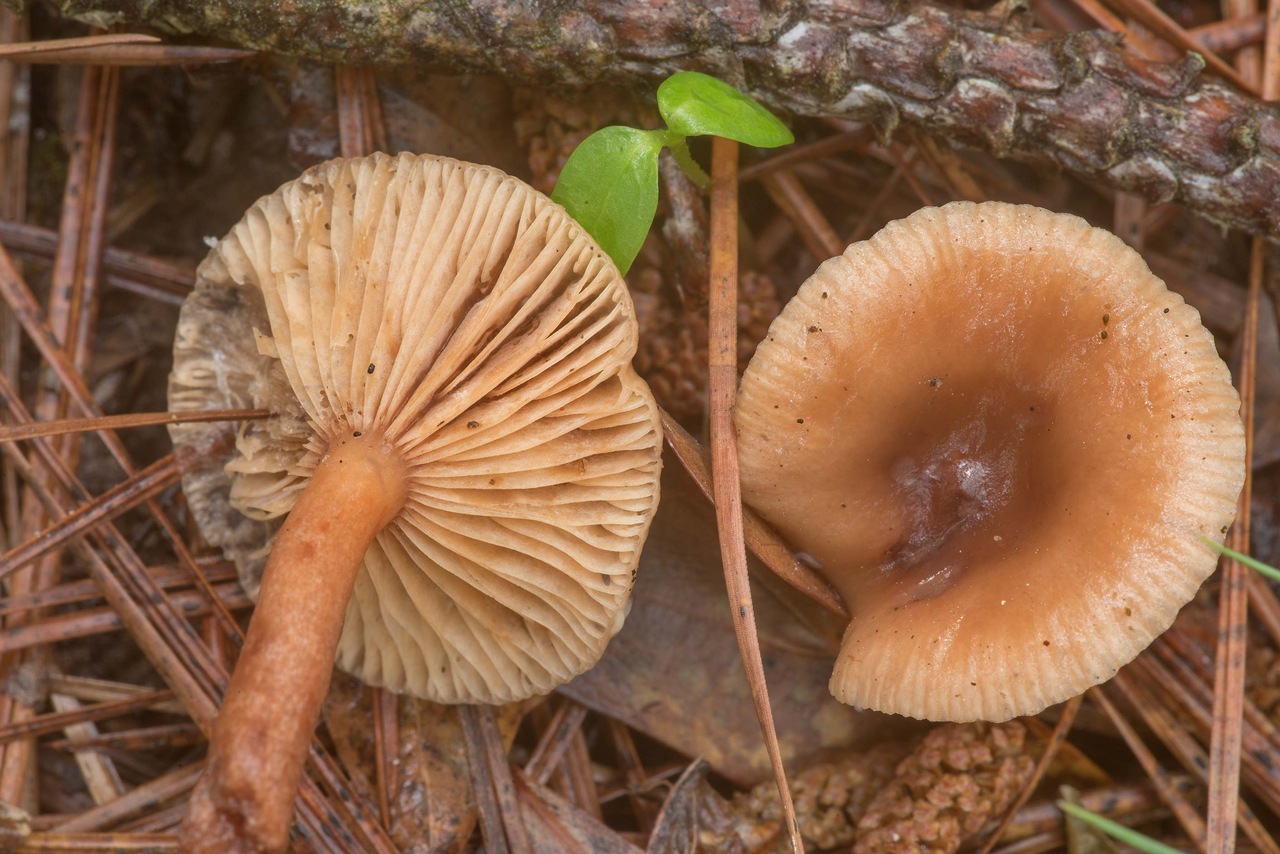 Observation mo-406301, Lactarius obscuratus