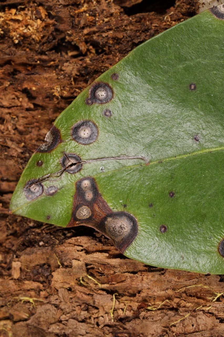 Observation mo-406642, Asteromella kalmicola