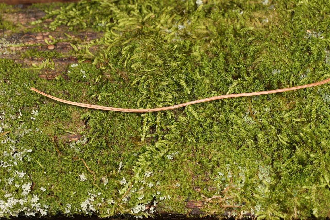 Observation mo-406665, Dothistroma septosporum