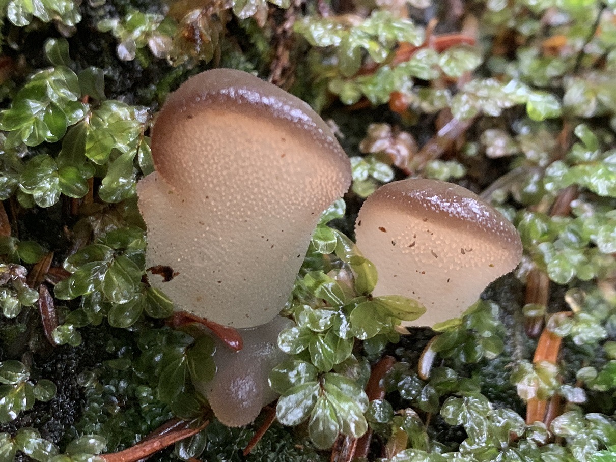 Observation mo-407768, Pseudohydnum gelatinosum