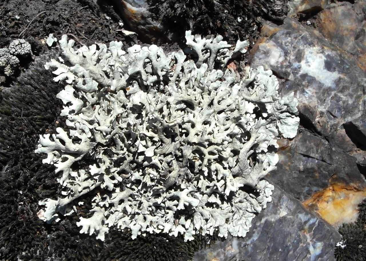 Observation mo-409162, Xanthoparmelia desertorum