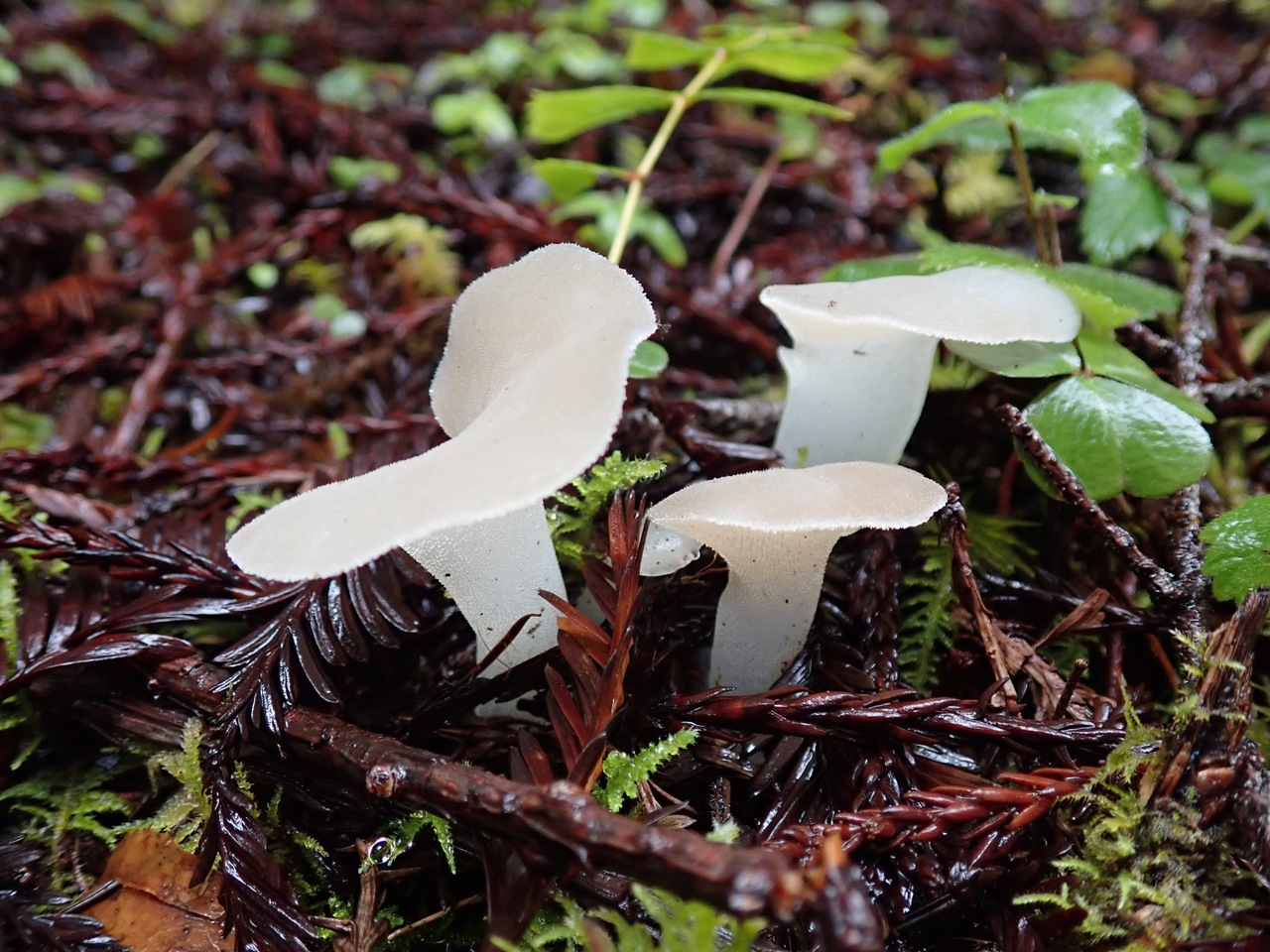 Observation mo-409853, Pseudohydnum gelatinosum