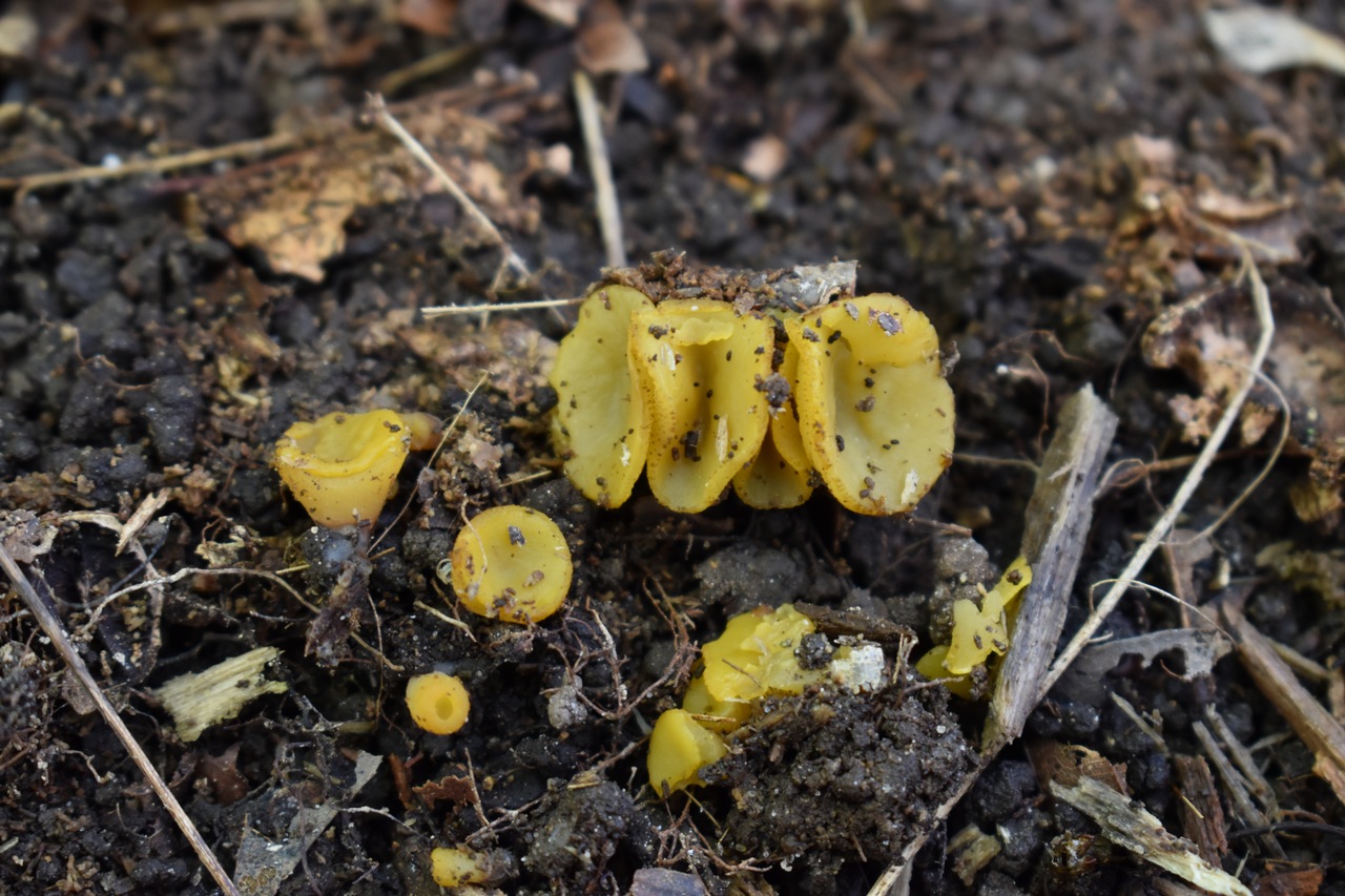 Observation mo-410037, Peziza waltersii