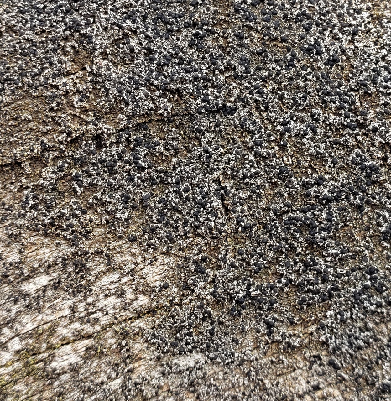 Observation mo-410048, Lecanora hypoptoides