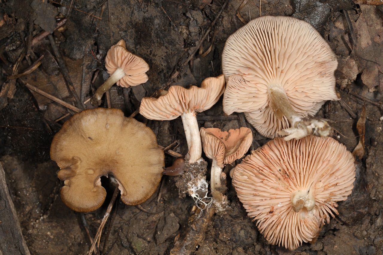 Observation mo-410480, Entoloma multiforme