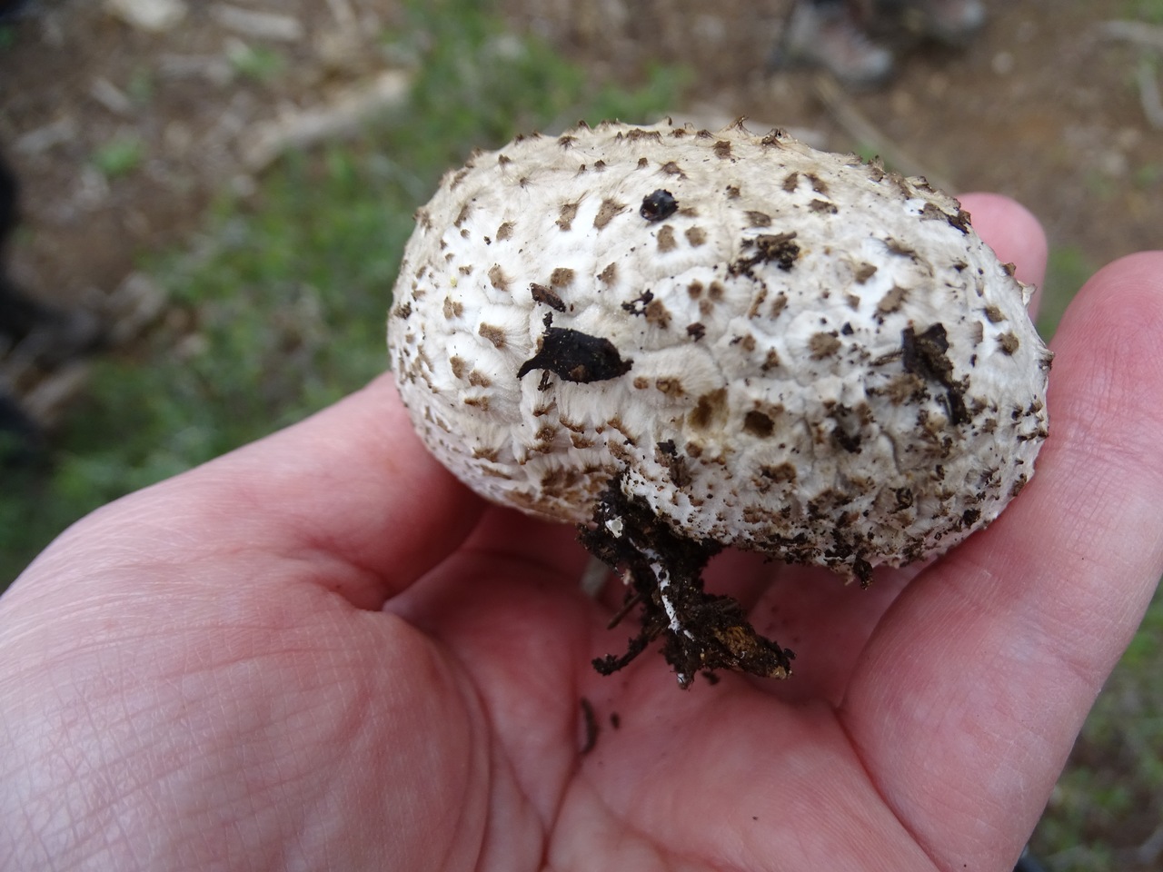 Observation mo-412750, Calvatia fumosa