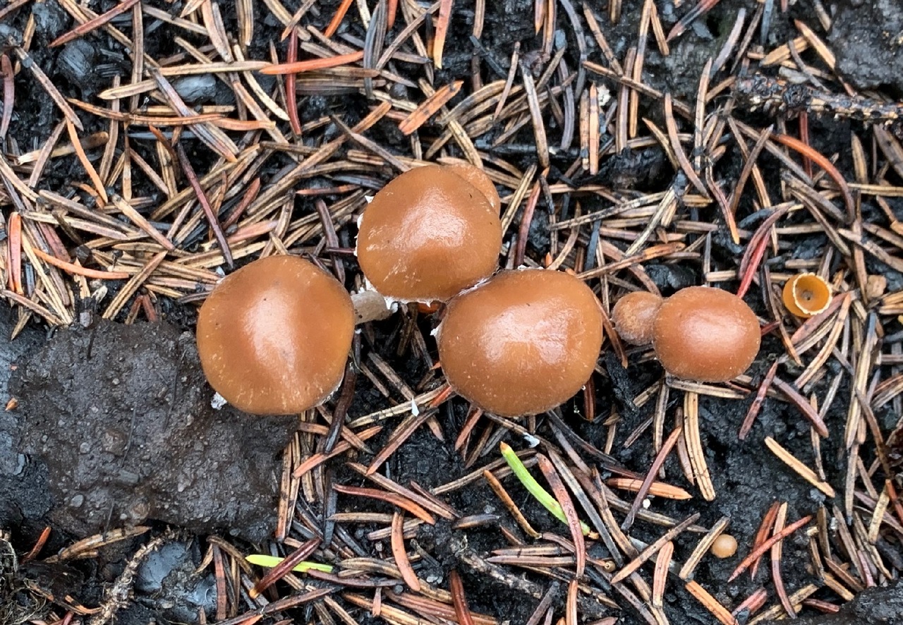 Observation mo-413479, Psathyrella carbonicola