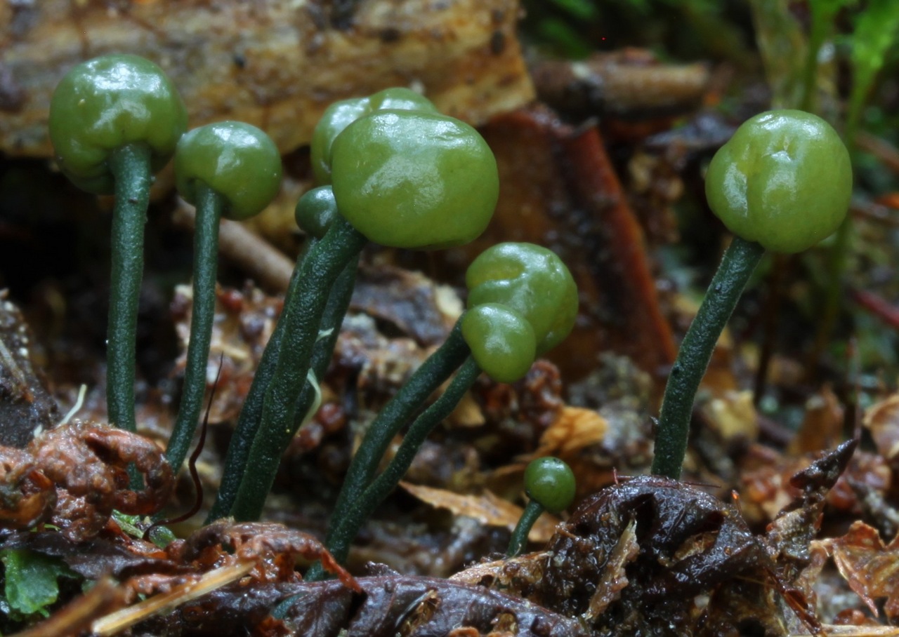 Observation mo-415084, Chlorovibrissea melanochlora