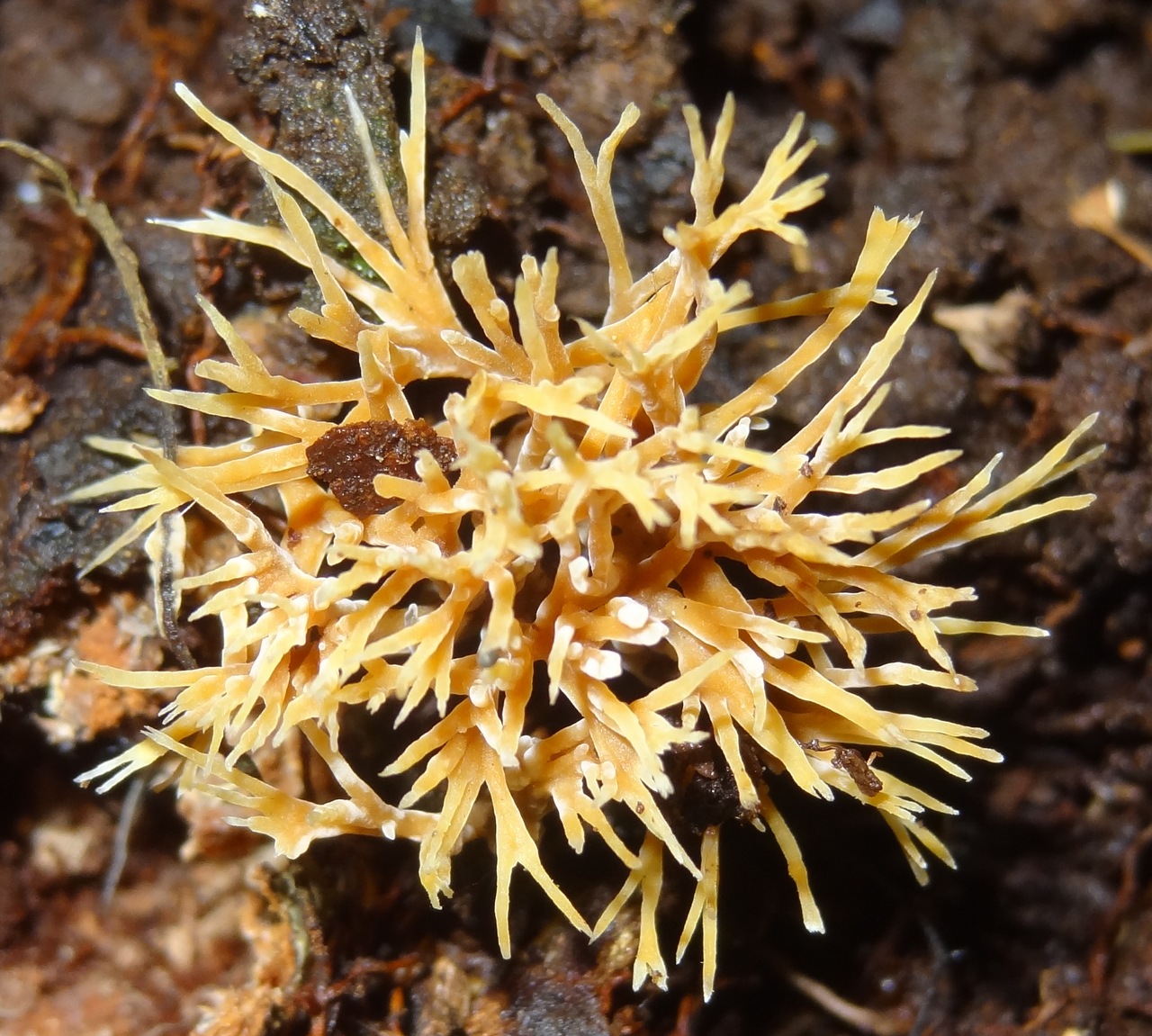 Observation mo-416081, Lachnocladium schweinfurthianum