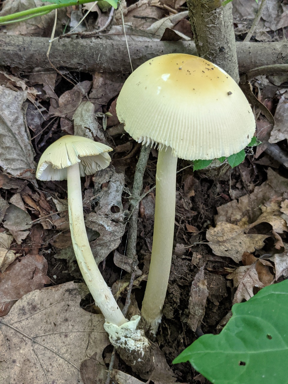 Observation mo-416642, Amanita audubonensis