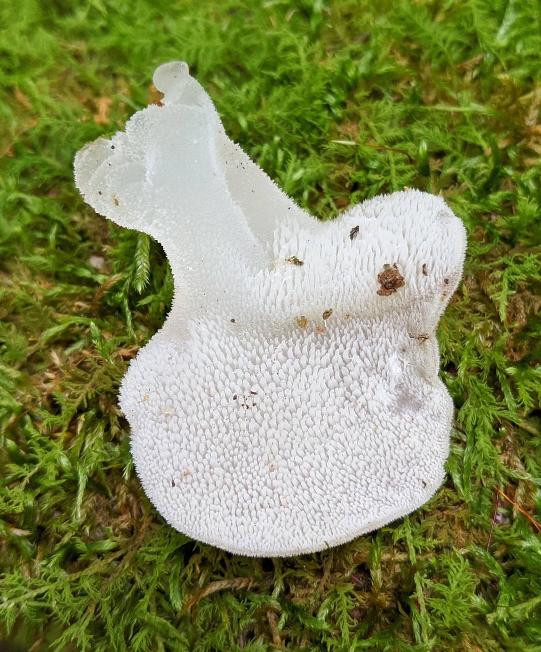 Observation mo-418148, Pseudohydnum gelatinosum