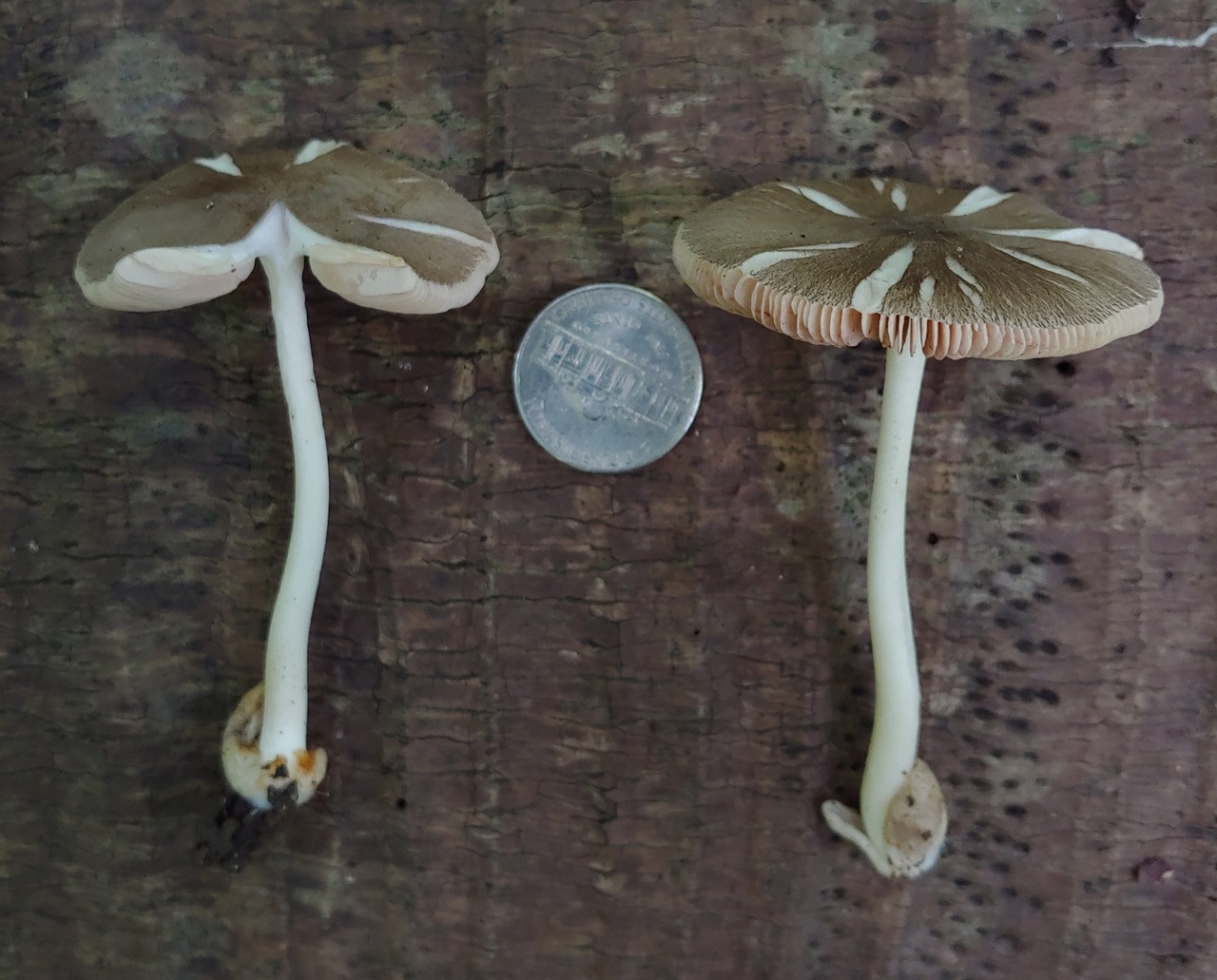 Observation mo-420338, Volvariella pseudovolvacea