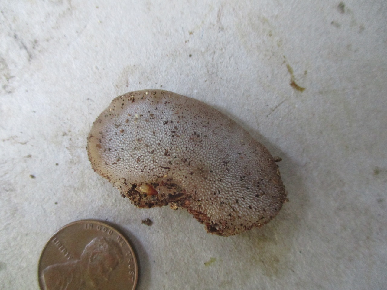 Observation mo-421824, Pseudohydnum gelatinosum