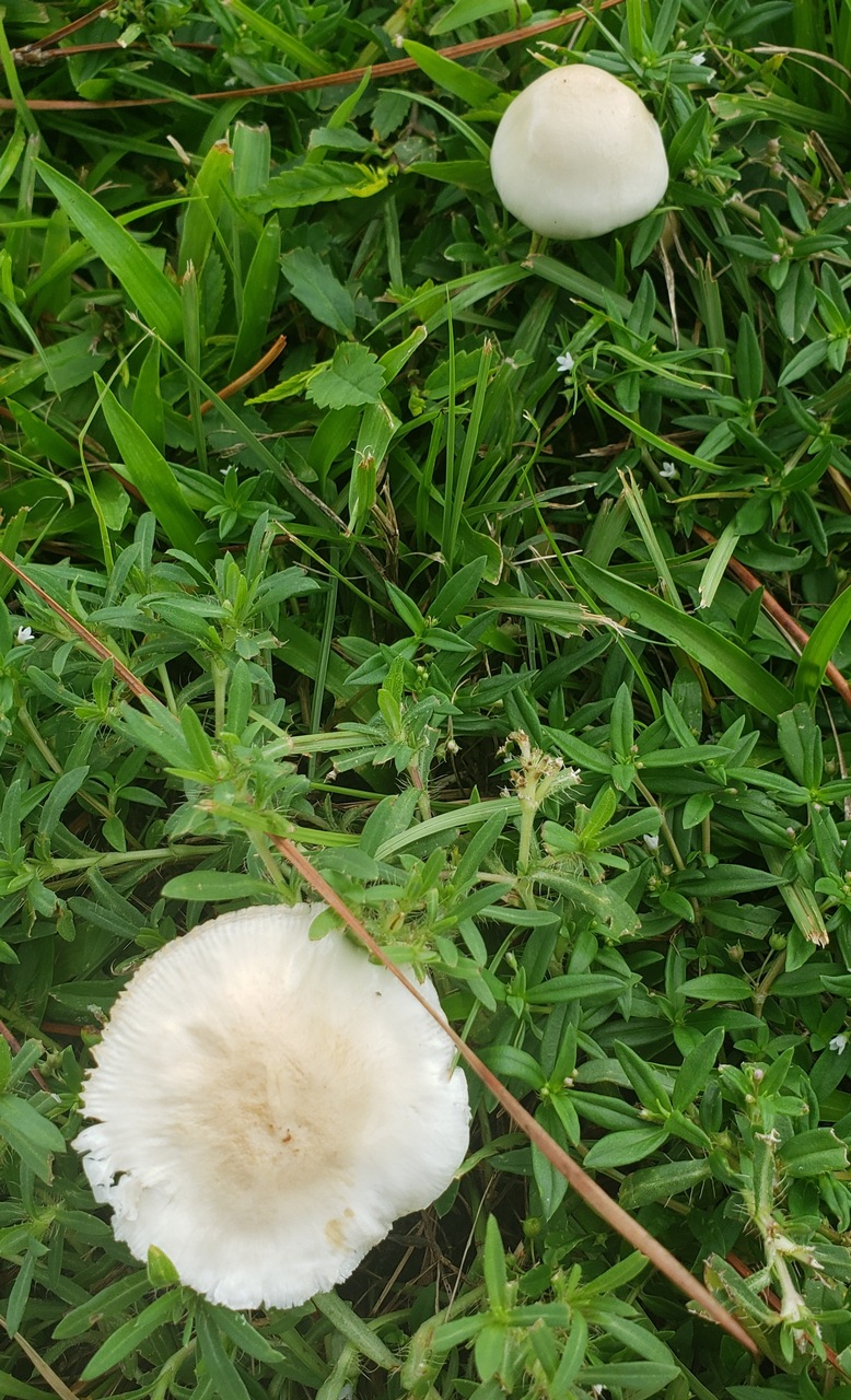 Observation mo-423973, Zhuliangomyces sp. 'L-T01'
