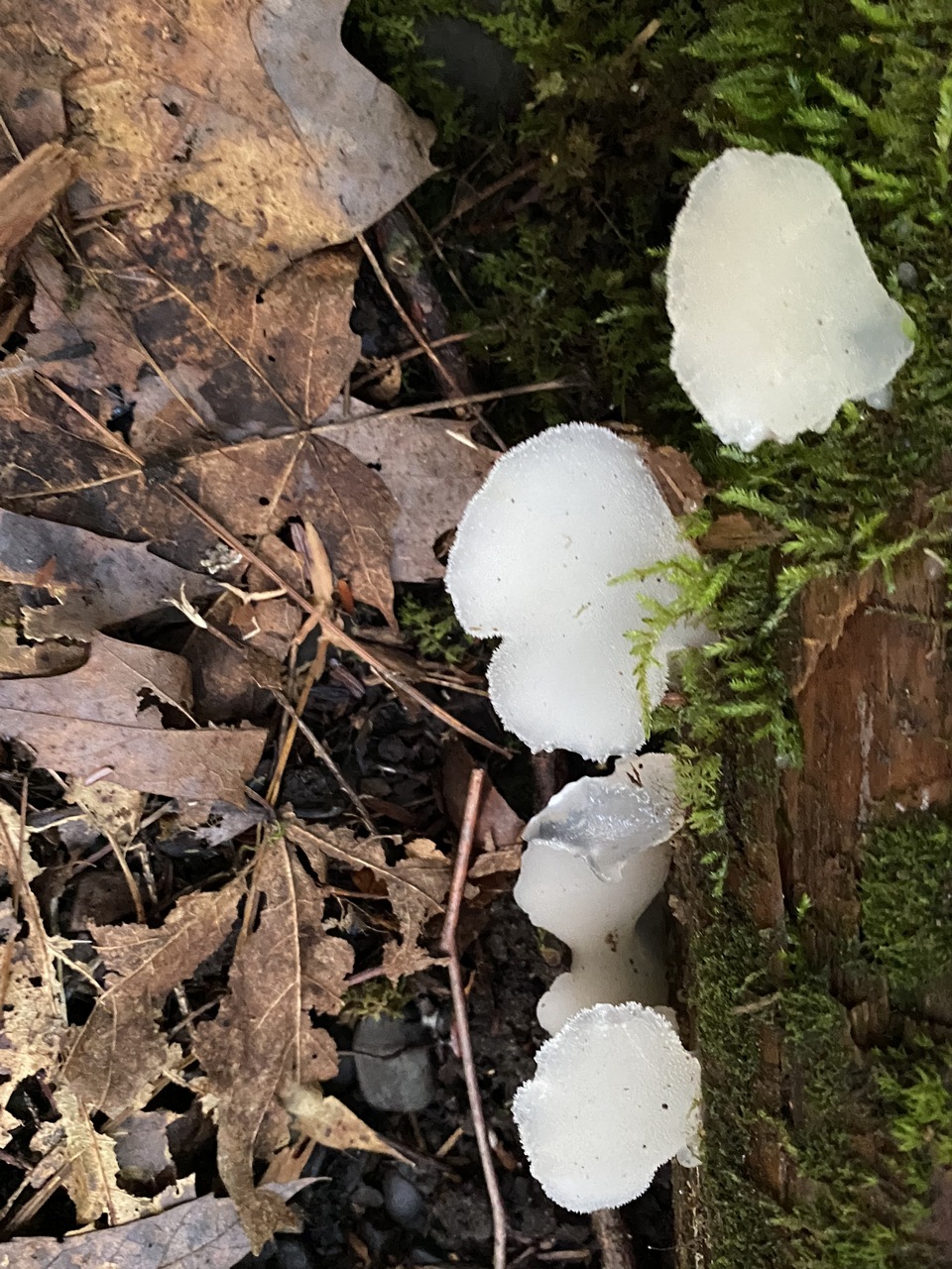 Observation mo-426109, Pseudohydnum gelatinosum