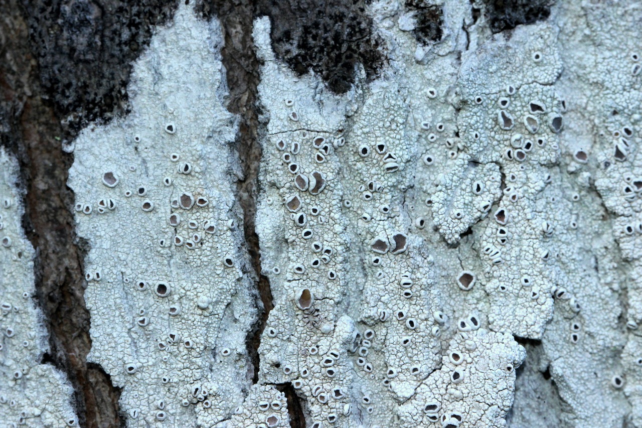 Observation mo-426403, Lecanora imshaugii