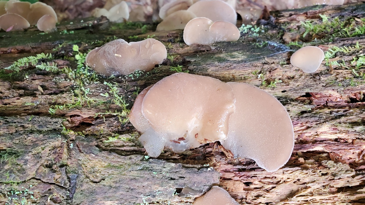 Observation mo-427226, Pseudohydnum gelatinosum