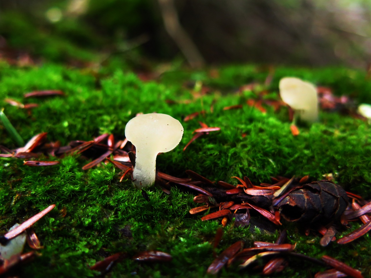 Observation mo-428231, Pseudohydnum gelatinosum