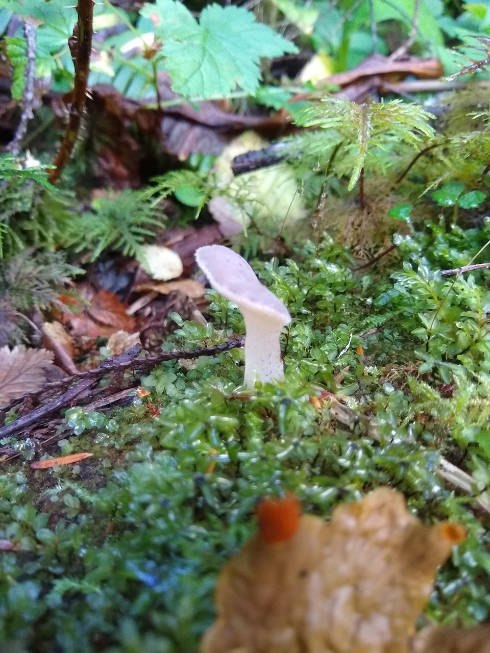 Observation mo-430301, Pseudohydnum gelatinosum