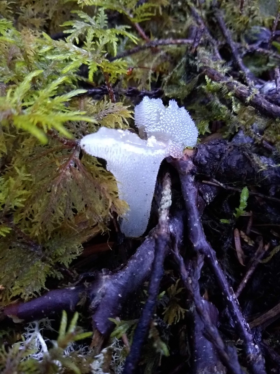 Observation mo-431633, Pseudohydnum gelatinosum