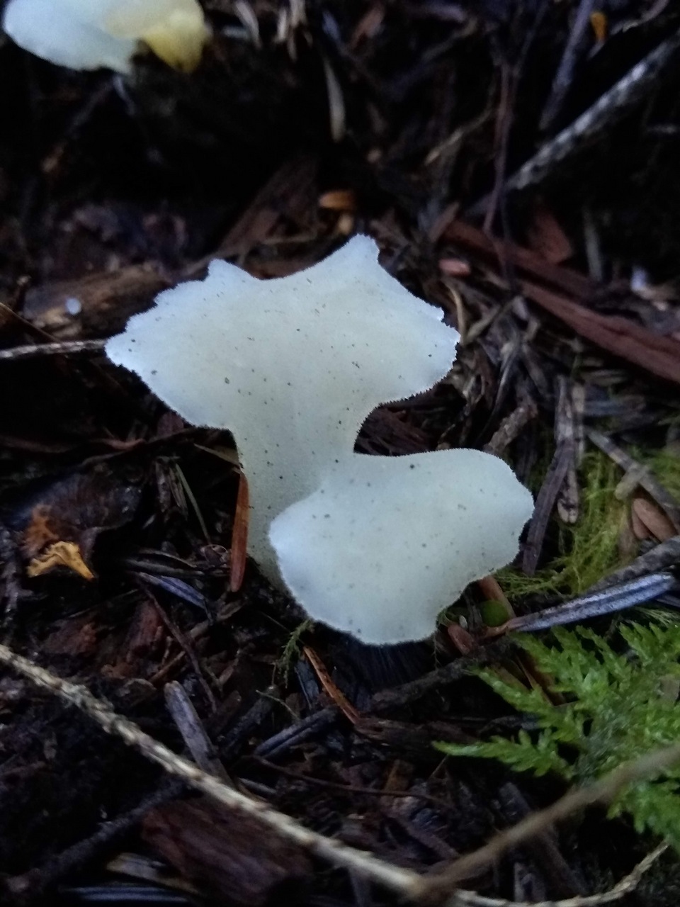 Observation mo-431894, Pseudohydnum gelatinosum