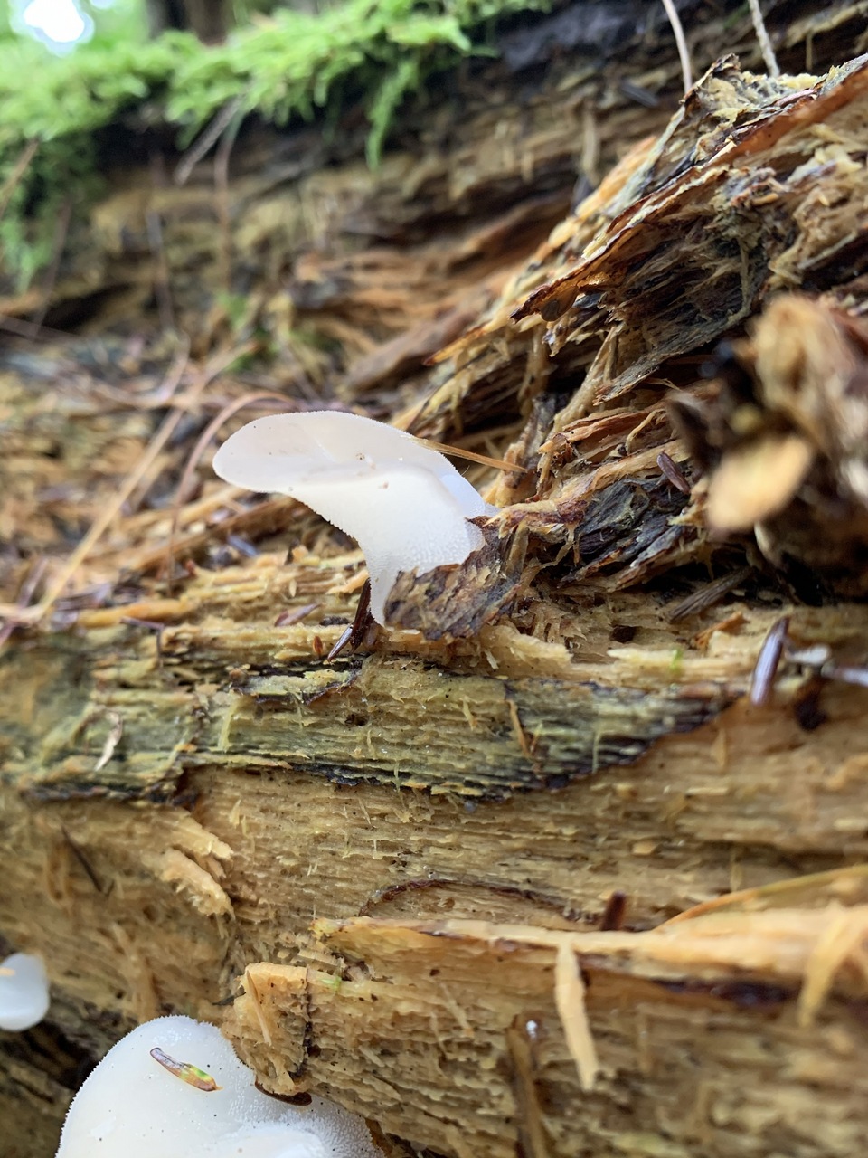 Observation mo-433227, Pseudohydnum gelatinosum