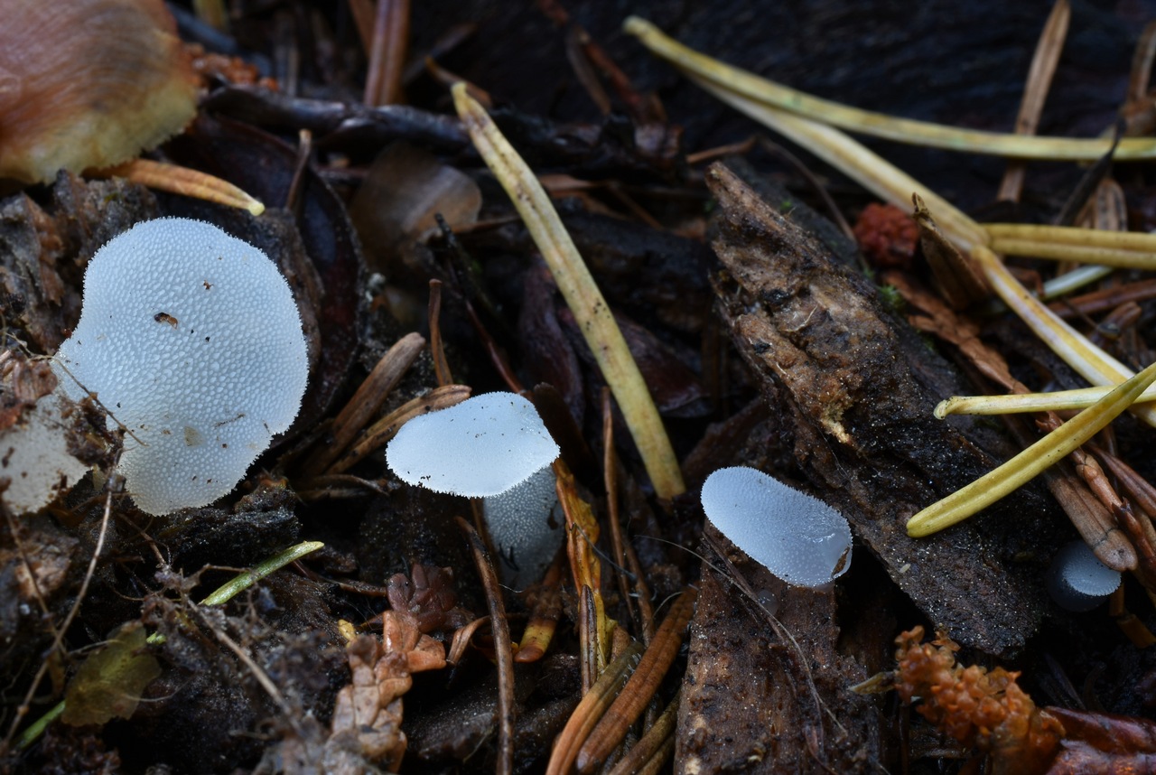 Observation mo-433253, Pseudohydnum gelatinosum
