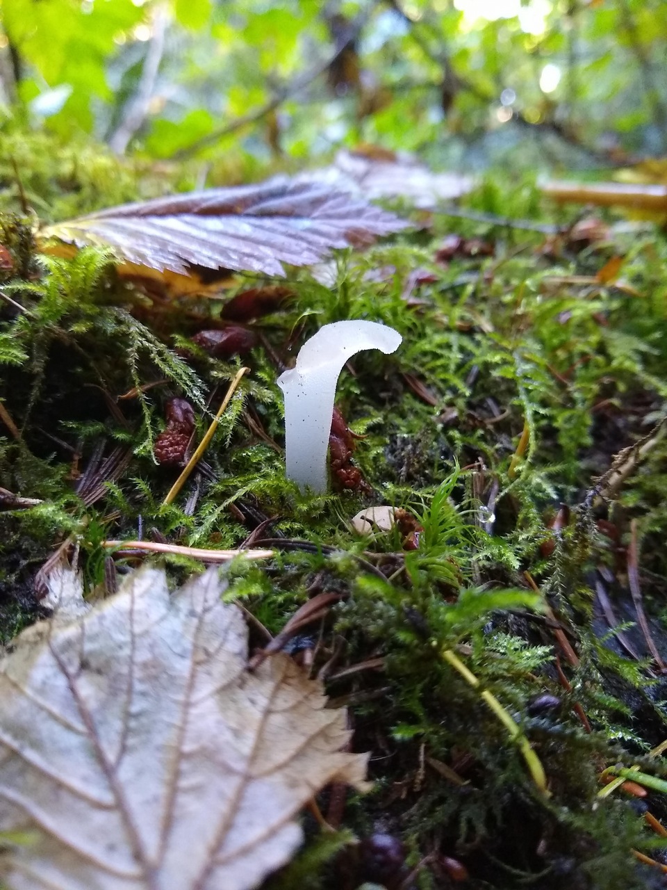 Observation mo-435523, Pseudohydnum gelatinosum