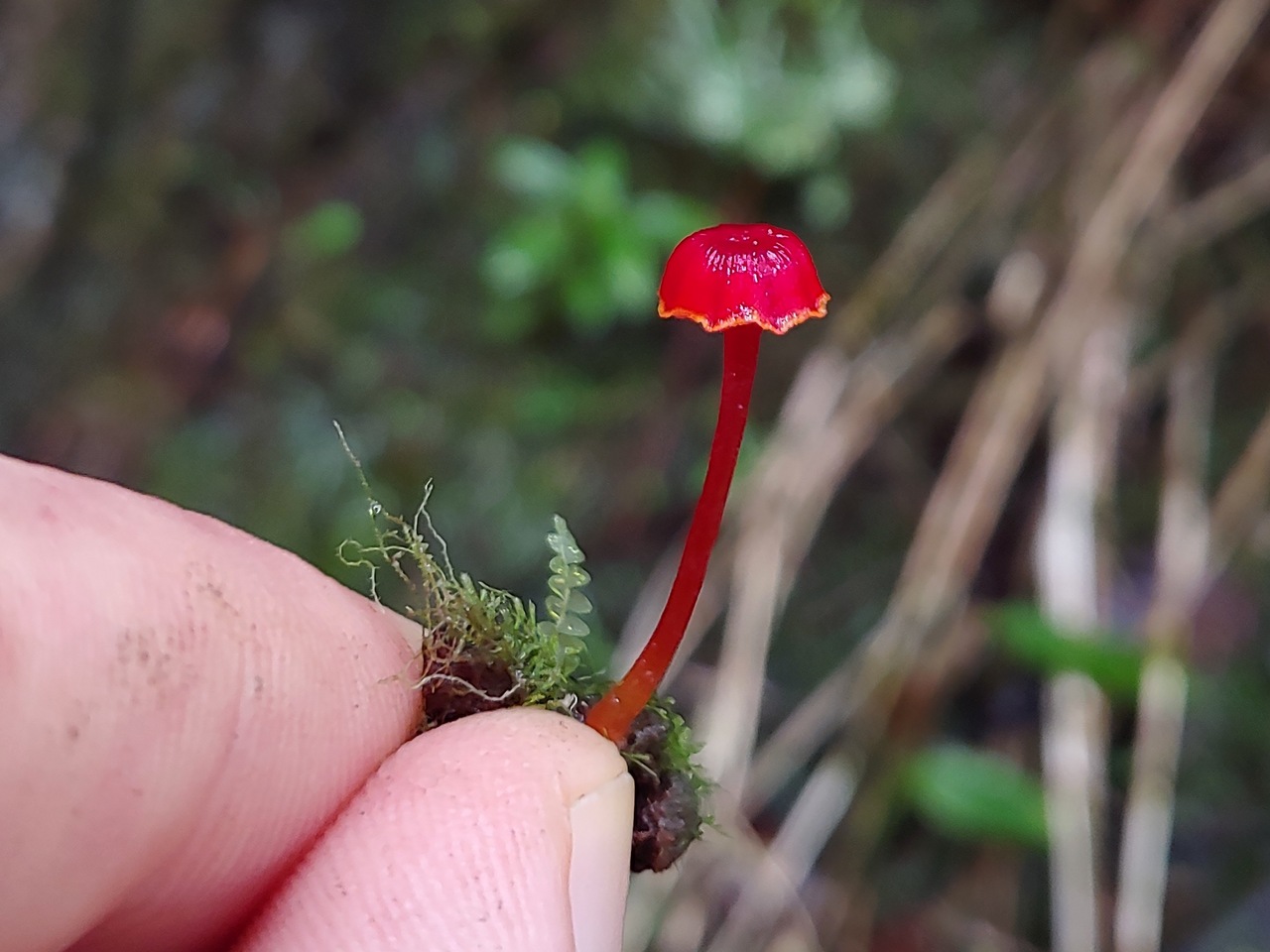 Observation mo-436110, Hygrocybe trinitensis