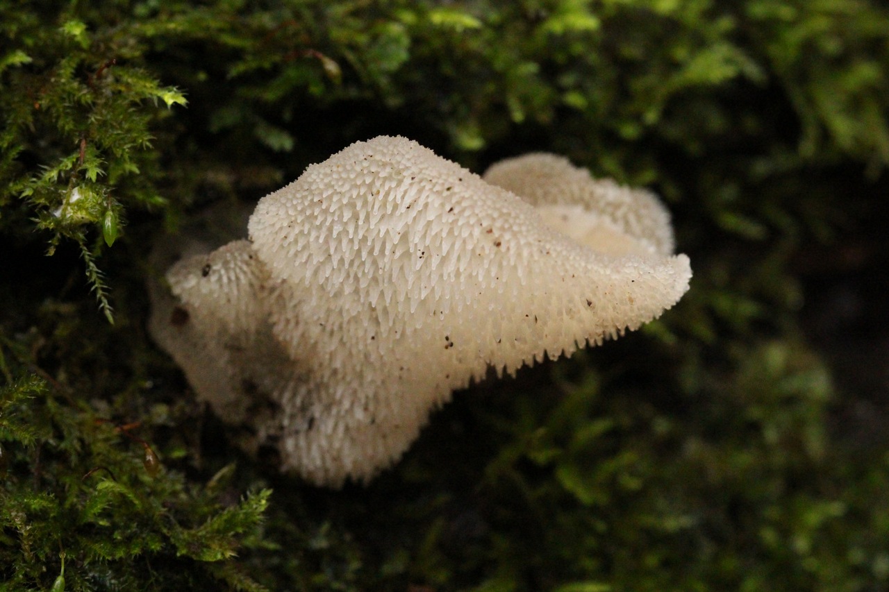 Observation mo-436370, Pseudohydnum gelatinosum