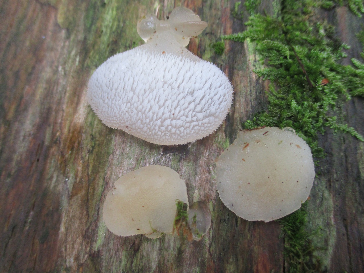 Observation mo-436874, Pseudohydnum gelatinosum